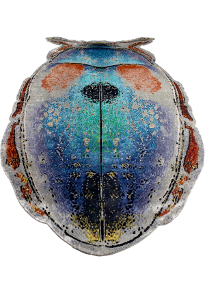Scarabeo