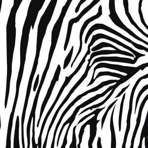 Zebra Epsilon