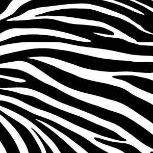 Zebra Eta